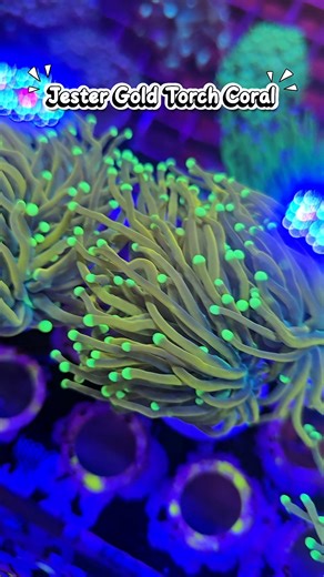 Jester Gold Torch Coral 🪸 Shining so bright, even the fish need sunglasses! 🐟😎 💬Join our Reef Group here: https://chat.whatsapp.com/H5yn7HMwkuyH3g0S1eBVf2?mode=r_t 📍Come get your Corals at Fish Tails 🐟 https://g.co/kgs/Gvy5dHV Start your Journey at Fish Tails ✨ | Fish Tails