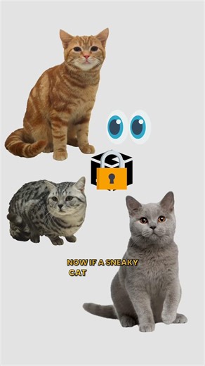 Encryption, explained by cats. #cat #code #encryption #security #secure