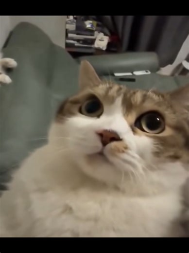 Hilarious Cat Moments That Will Make You Laugh