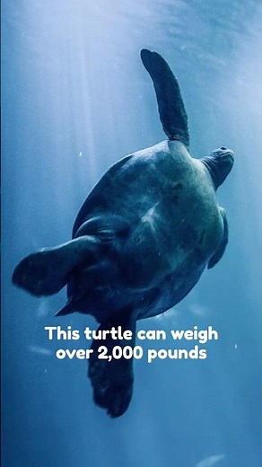 The Largest Sea Turtle in the World 😳 #SeaTurtle #OceanFacts #natureshorts