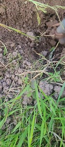 44K views · 182 reactions | Traditional Mole Trapping, that's 8 off this small paddock. If you have a problem with moles in your fields or garden, simple hit the message button below for further information. #moletrapping #pestcontrol #pestmanagement | TTOCS Pest Control Ltd | Facebook