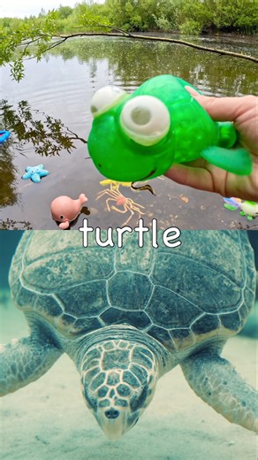 Kids Learn | Sea Animal Names at the Pond: Marine Iguana Japanese Spider Crab Eel Turtle Blue Shark