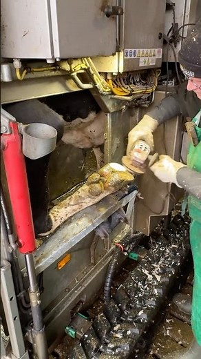 🐄✨ Hoof Trimming 101 – The Complete Process for Healthy Cows!