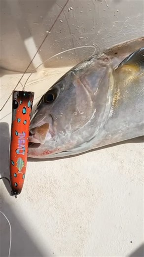 Damian Bowman on Instagram: "EPIC SURFACE STRIKE, Casting poppers in a massive school of Samsonfish with @lb_adventures_youtube and @cohen_flicks_ 10 year old gets the massive hook up on PE6 80lb popping gear! Check the full vid on LB_Adventures YouTube Insalt PE6 Ningaloo Explorer Rod Shimano Stella 14000SW Insalt JCTopwater poppers @theaverageangler @insalt_eyewear #insaltrods @oceanwhaler_boats"