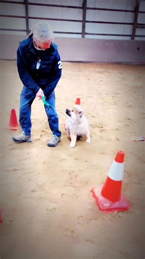 Start those puppies training sooner rather than later. You’ll thank us! | Righteous K9 | Facebook