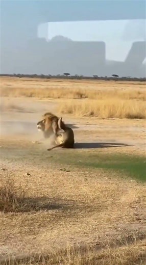 The hippopotamus' attack on the lion