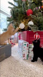Kittens Falling in Love with the Christmas Tree 😻🎄
