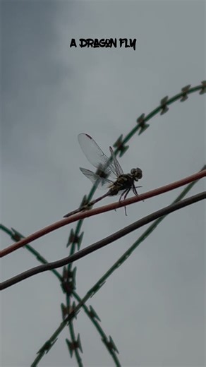 DAMSEL vs DRAGON FLY-#odonata