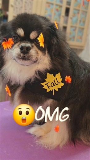 Tibetan Spaniel grooming with a fall bandana. #dog #pets