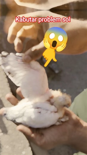 kabutar ka baccha 👀 || kabutar ka chota baccha || kabutar problem sol || kabutar || pigeon | #pigeon