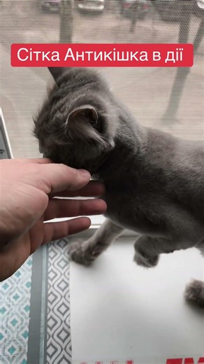 Сітка Антикішка в дії #антикішка #антикошка #антикіт #антикот