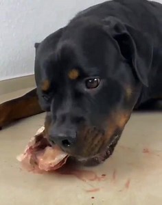 The best way to naturally clean your dogs teeth! Sound up! Not for the squeamish... If you don't like natural food for a dog scroll on.... Credit @rottiekings | Southend Dog Training