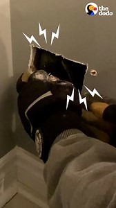 4.6M views · 10K reactions | The moment this little creature BURSTS out of the wall  | The Dodo | Facebook