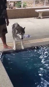 65K views · 437 reactions | Husky learns to swim for the first time! | Angry Bruger | Facebook