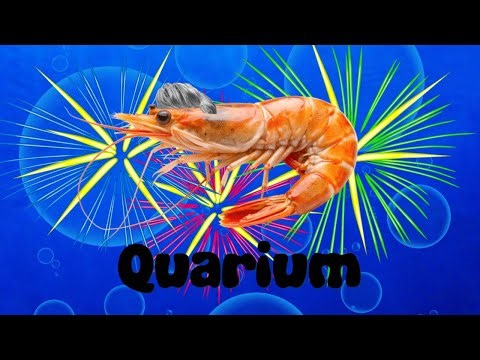 Quarium Episode 13- Shrimp Kelly