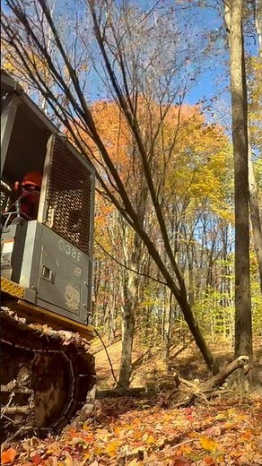 Winching a tree over with the dozer #logging #tree #treefelling #dozer #shorts