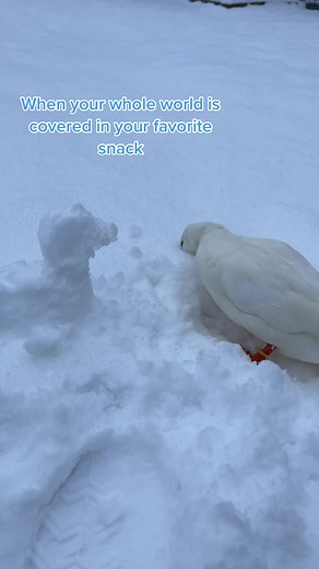 You can have all the frozen water your little hearts desires Munchkin🧊🦢 #DunkinDucks #IceWater #PetDuck #SnowDuck #CallDuck #FarmAnimals #HappyAnimals #PetsOfTiktok