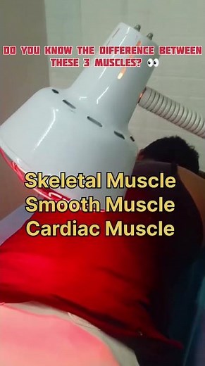 Skeletal Muscle vs Smooth Muscle vs Cardiac Muscle