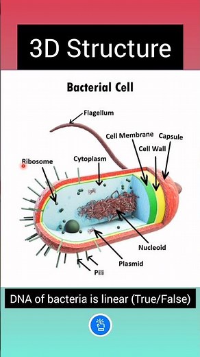 Bacterial Cell: 3D Model Structure