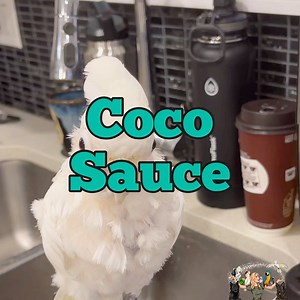 80K views · 4K reactions | This started as a cute Coco Video. THEN Mr You Know Who, wanted the movie to be about him. watch how Floyd tries to get me off his back. Listen to what he said!!! So adorable. These unexpected moments are the best. ❤️ | Lucky Lou and Coco Too | Facebook