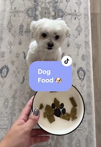 Anyone else have a dog that acts years younger? @Sundays for Dogs definitely has been working for us! 🐶 One of the best switches we made! #maltese #dogsoftiktok #dogfood #sundaysfordogs