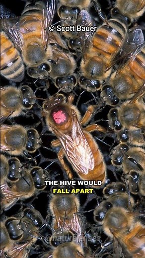 What Happens When A Queen Bee Dies?