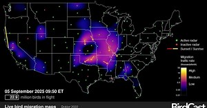 Radar maps track real-time bird migration at night