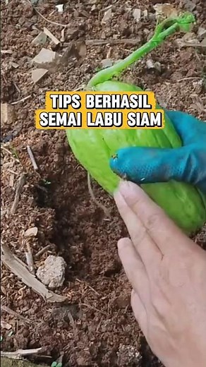 How to plant chayote without failure #unique #latestcreativeideas #gardening #agriculture