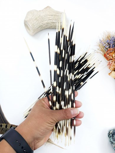 Long Thin Natural Porcupine Quills, 9-11 Inch, 5 Pieces, Jewelry Making, Quillwork Supply - Etsy