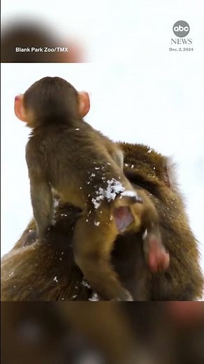 Baby macaque gets first taste of snow in Iowa