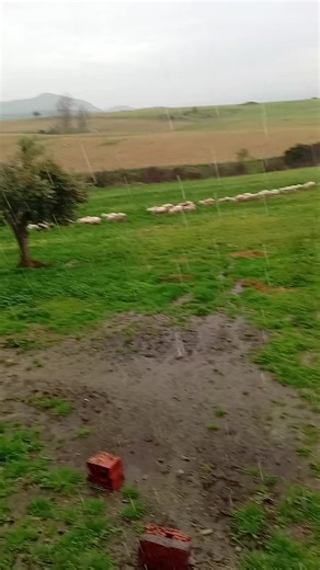 Βίντεο χρήστη petros_antamalhs (@petros_antamalhs) με μουσική Θεέ μου να ρίξει μια βροχή - Νίκος Τομάρας & Grigoris Kapsalis