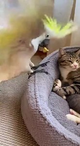 Cat got angry | Parrot With Attitude