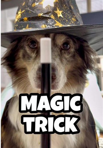 The dogs performed a magic trick! 🪄 #funnydogs #doghumor #dogsoftiktok #funnypets