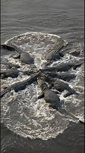 3.7M views · 50K reactions | Survival Instincts_ The Hyena, Eagle, and Kitten's Unforgettable Wildlife Story. #rescue #animals #dog This video was produced by Network Media and Blue-X Studio | Simulated Reality | Facebook