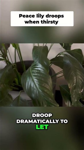 Peace Lily Care: Watering & Humidity Secrets Revealed! #shorts