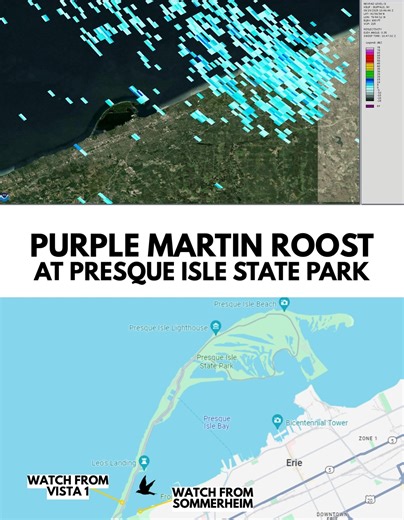 293K views · 314 reactions | The Purple Martin pre-migratory roost at...