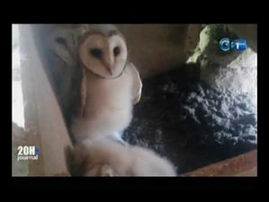 RTG - Focus : Comment différencier le chat sauvage du chat huant