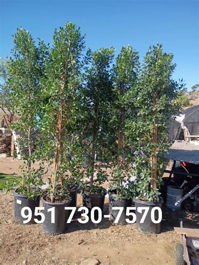 Indian Laurel ficus Nitida