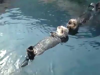 72K views · 3.9K reactions | Otters holding hands | Otter | Facebook