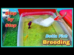🤩 How to Breed Betta Fish Step by Step 🤩 || Successful Betta Fish Breeding Tutorial at Home