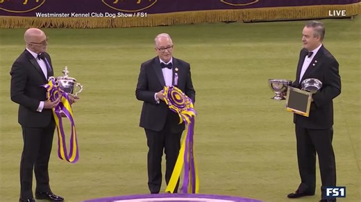 BEST IN SHOW! A Doberman has won the Westminster Kennel Club dog show for the first time in decades. And for her handler, it was extra-special. ABC’s Danny New TV explains. | World News Now