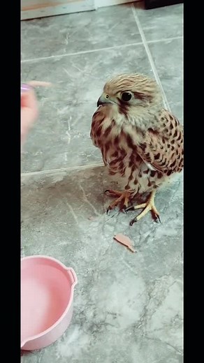 ‏you're my friend now 🦅💜
