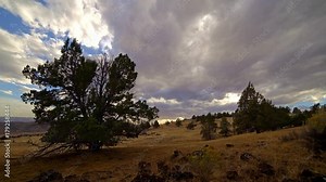 Old growth western juniper tree in field on ranch under clouds