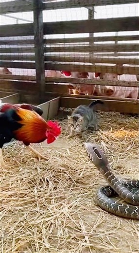 Rooster and cat attack with snake - 수탉과 고양이가 뱀에게 공격당하다 #snake #cat #rooster #animals