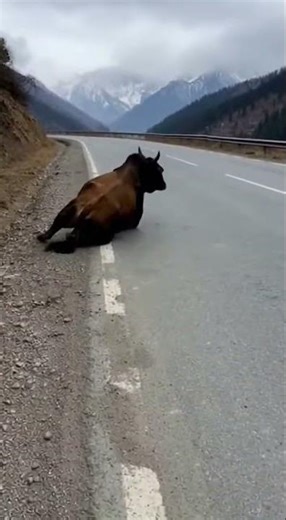 Miracle Escape! Bull Survives Truck Impact 😱 #Shorts
