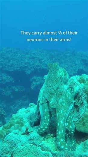 Amazing Octopuses - Learning From the Living World