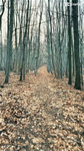 Von der Oesig über den Bahnhof Michaelstein zur Otto-Ebert-Brücke HWN 79 oder auch grobi allein im Wald*innen 🥂😉 From Oesig via Michaelstein station to the Otto-Ebert-Bridge HWN 79 or even just going for a walk alone in the woods 🥂😉 #blankenburg #harz #wandern #hiking #hikingadventures