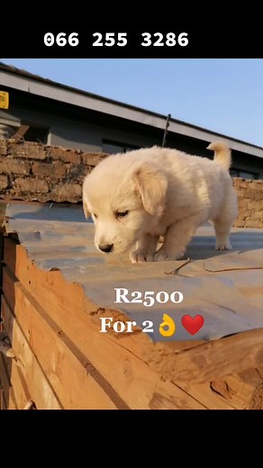 #Vunene_breeding_kennel #Dog