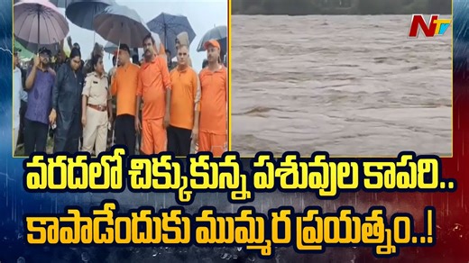 Man Stuck In Flood Water, Rescue Ops Underway #NirmalRains #NTVNews #NTVTelugu | Ntv Telugu