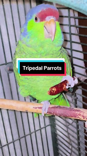 Amazing Facts About Tripedal Parrots